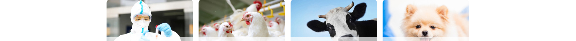 企業(yè)網(wǎng)站建設案例 新型冠狀病毒快速診斷